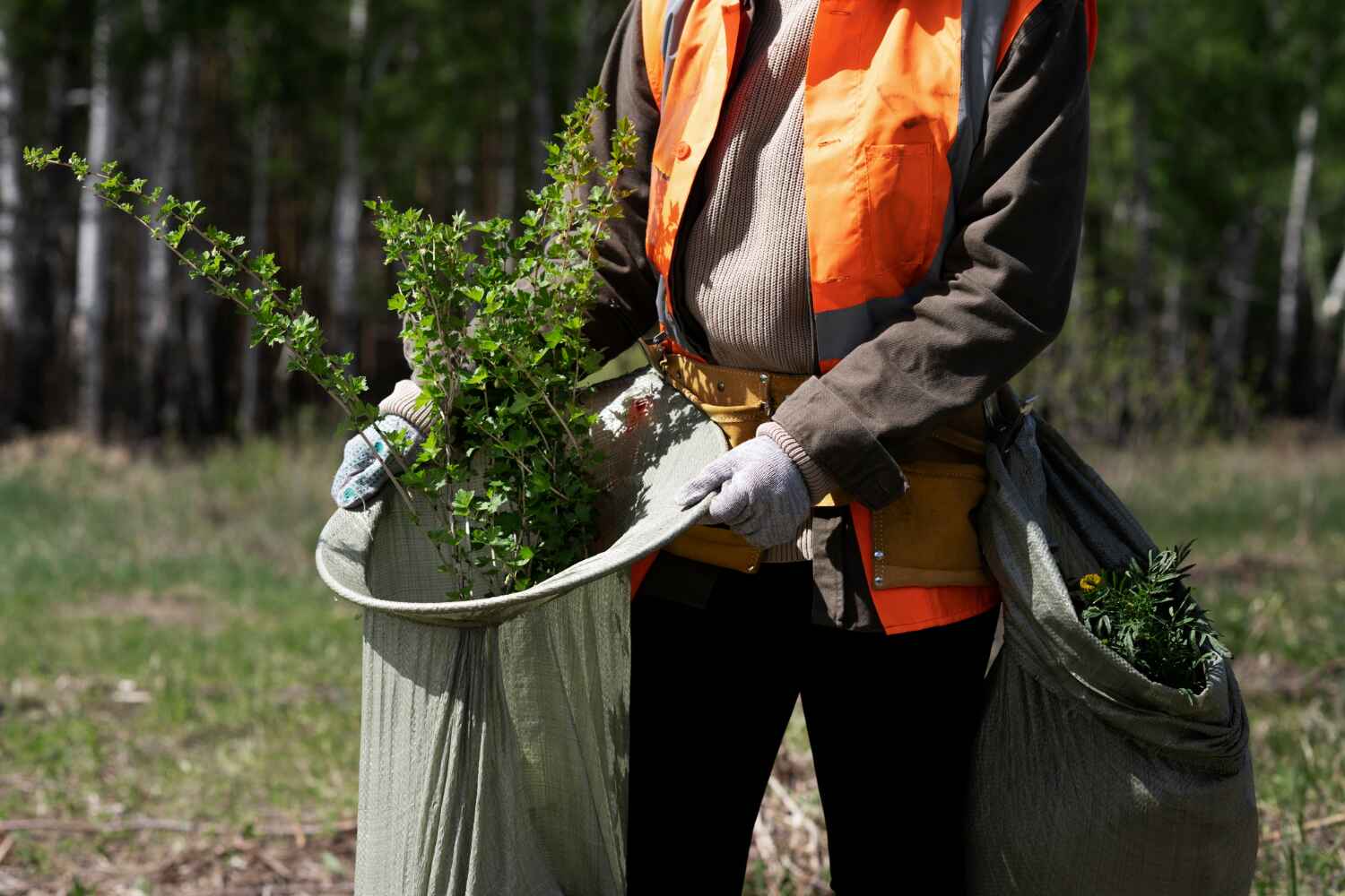 Best Affordable Tree Service  in Braham, MN